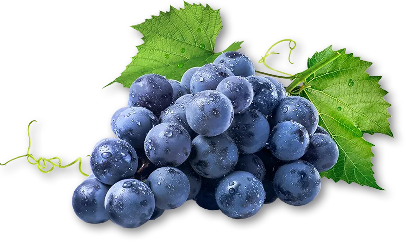 rote Trauben mit Weinlaub