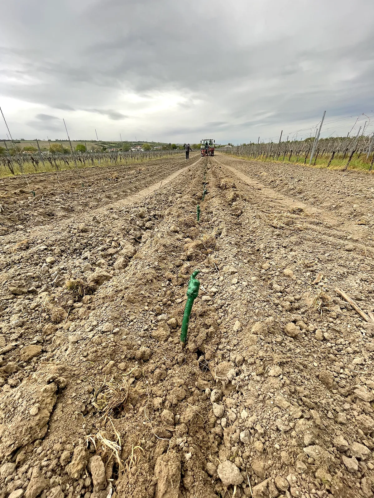 Neuanlage eines Weinbergs
